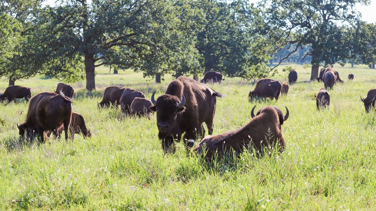 You are currently viewing BAA Annual Show now at Woolaroc